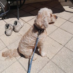 Rope Dog Lead
